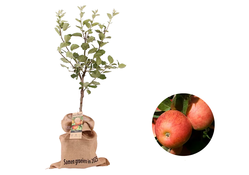 Kerstpakket Appelboom