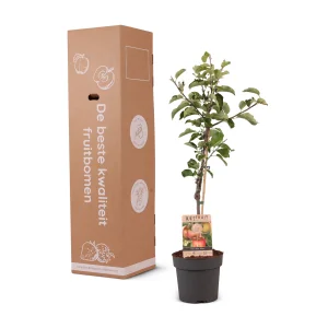 Kerstpakket Appelboom