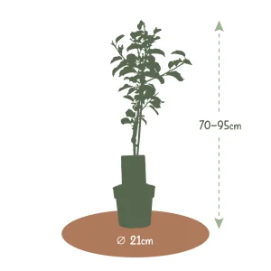 Kerstpakket Appelboom