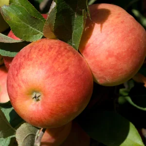 Kerstpakket Appelboom
