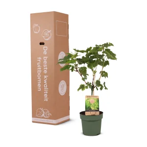 Kerstpakket Druivenstruik Himrod - Witte druif