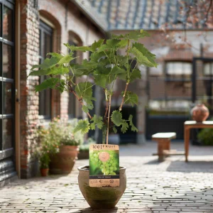 Kerstpakket Druivenstruik Himrod - Witte druif
