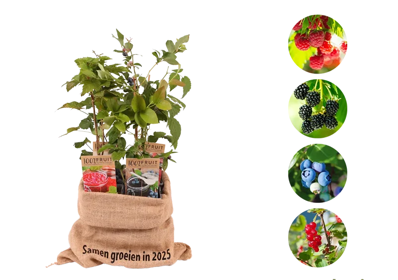 Kerstpakket Jammix van fruitplanten
