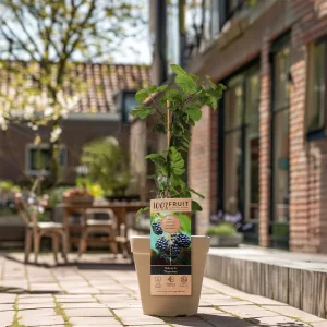 Kerstpakket Jammix van fruitplanten
