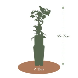 Kerstpakket Jammix van fruitplanten