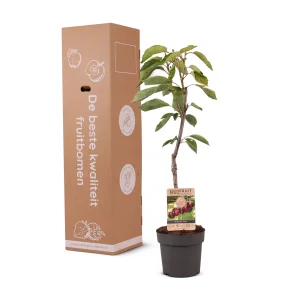 Kerstpakket Kersenboom