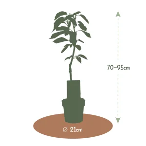 Kerstpakket Kersenboom