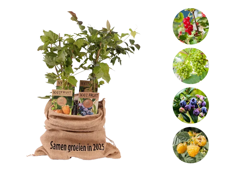 Kerstpakket Kleinfruitmix van fruitplanten