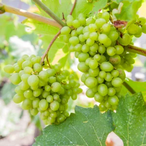 Kerstpakket Kleinfruitmix van fruitplanten