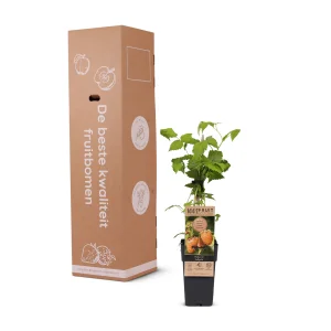 Kerstpakket Kleinfruitmix van fruitplanten