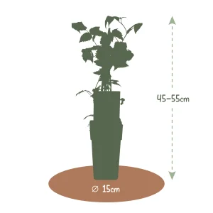 Kerstpakket Kleinfruitmix van fruitplanten