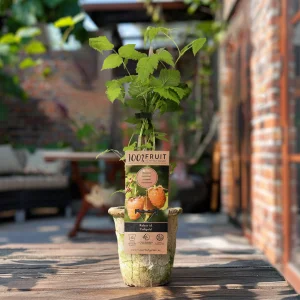 Kerstpakket Kleinfruitmix van fruitplanten