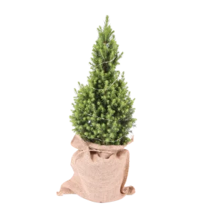 Kerstpakket Mini kerstboom - Conica