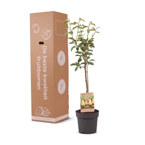Kerstpakket Perenboom