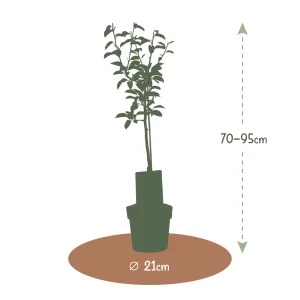 Kerstpakket Perenboom