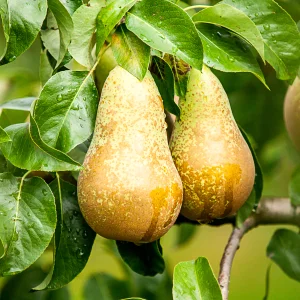 Kerstpakket Perenboom