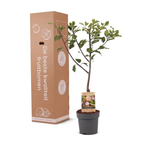 Kerstpakket Pruimenboom