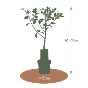 Kerstpakket Pruimenboom