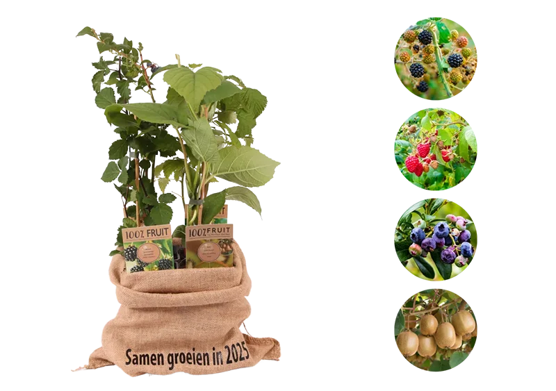 Kerstpakket Smoothiemix van fruitplanten
