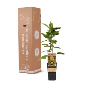 Kerstpakket Smoothiemix van fruitplanten