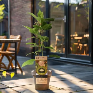 Kerstpakket Smoothiemix van fruitplanten