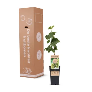 Kerstpakket Wijnmix van druivenplanten