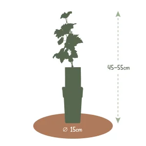 Kerstpakket Wijnmix van druivenplanten