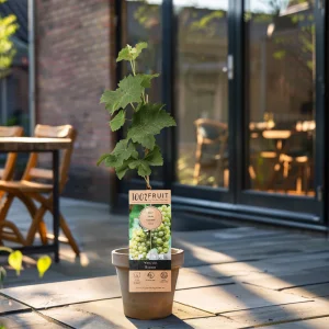 Kerstpakket Wijnmix van druivenplanten